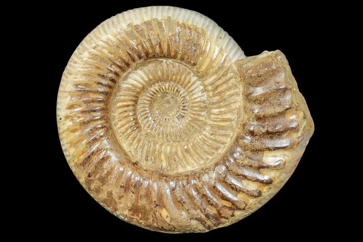 Jurassic Ammonite (Perisphinctes) Fossil - Madagascar #165999
